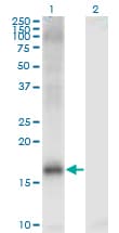 Monoclonal Mouse anti-Human KDM5A / JARID1A Antibody (clone 1H2, WB)
