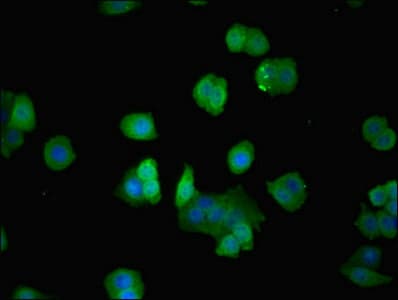 IHC-plus™ p21-ARC / ARPC3 Antibody