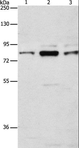 ARHGEF7 Antibody