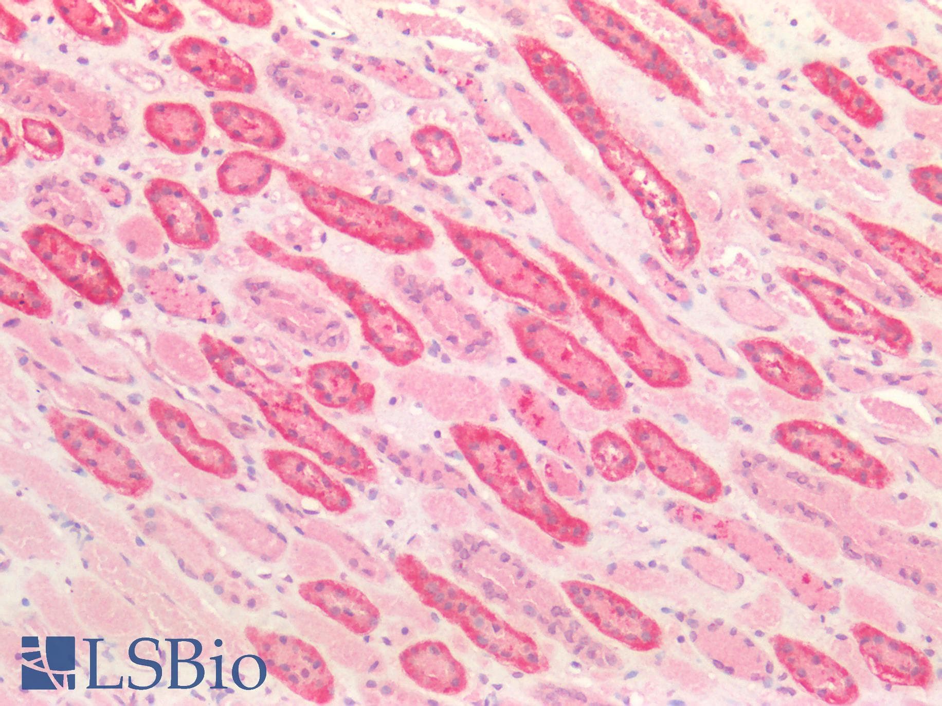 IHC-plus™ ICAM-1 / CD54 Antibody