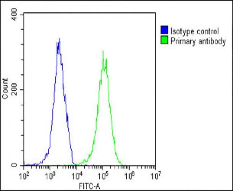 Polyclonal Rabbit anti-Human BRUCE / BIRC6 Antibody (C-Terminus, WB)