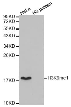 Polyclonal Rabbit anti-Human Histone H3 Antibody (Methyl-Lys9, IHC, IF, WB)