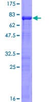 Human IRF2 Protein (Recombinant GST)