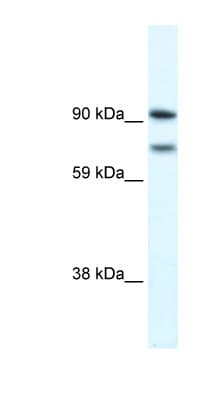 ZEB2 / SIP-1 Antibody (aa30-79)