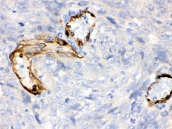 IDO1 / IDO Antibody