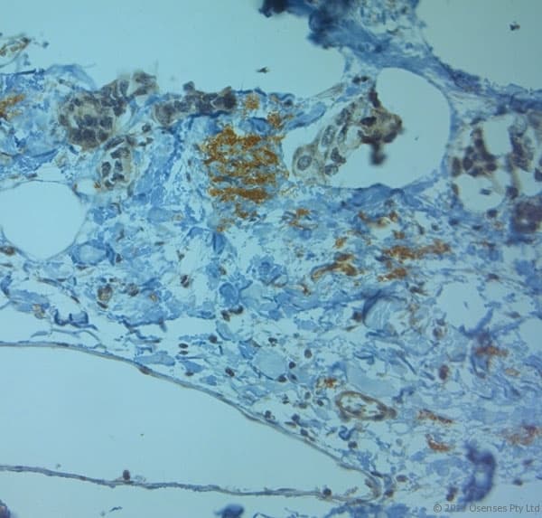 TJP2 / ZO2 / ZO-2 Antibody (aa740-790)