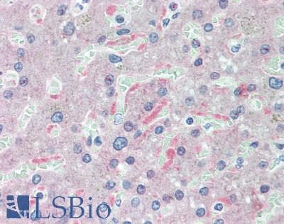 IHC-plus™ ADH7 Antibody (clone 2D11)