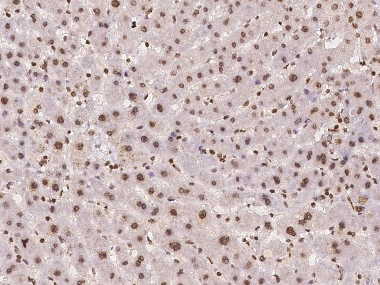 Polyclonal Rabbit anti-Human OPA3 Antibody (IHC)