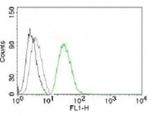 ODC1 / Ornithine Decarboxylase Antibody (clone ORN255-1)