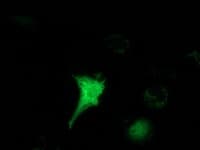 Monoclonal Mouse anti-Human HAGHL Antibody (clone OTI4G10, Carrier-free, IF, WB)