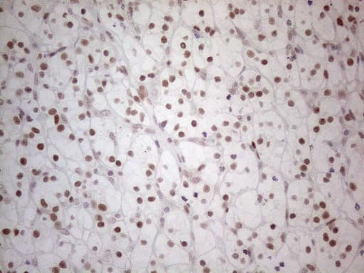 HDAC2 Antibody (aa415-488, clone OTI7E10)