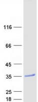 Human MBP / Myelin Basic Protein (Recombinant Myc-DDK (Flag))