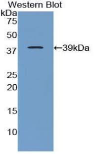 Apolipoprotein C-I Antibody (aa34-88)