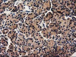 Monoclonal Mouse anti-Human PYCRL Antibody (clone OTI1B12, IHC, IF, WB)