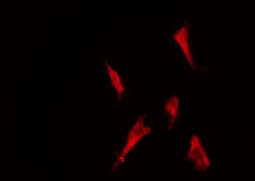 OR2AG1 + OR2AG2 Antibody