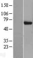 Human EIF3D Protein (Over-Expression Lysate Myc-DDK (Flag))