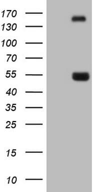 NPTX1 Antibody (clone OTI5G9)
