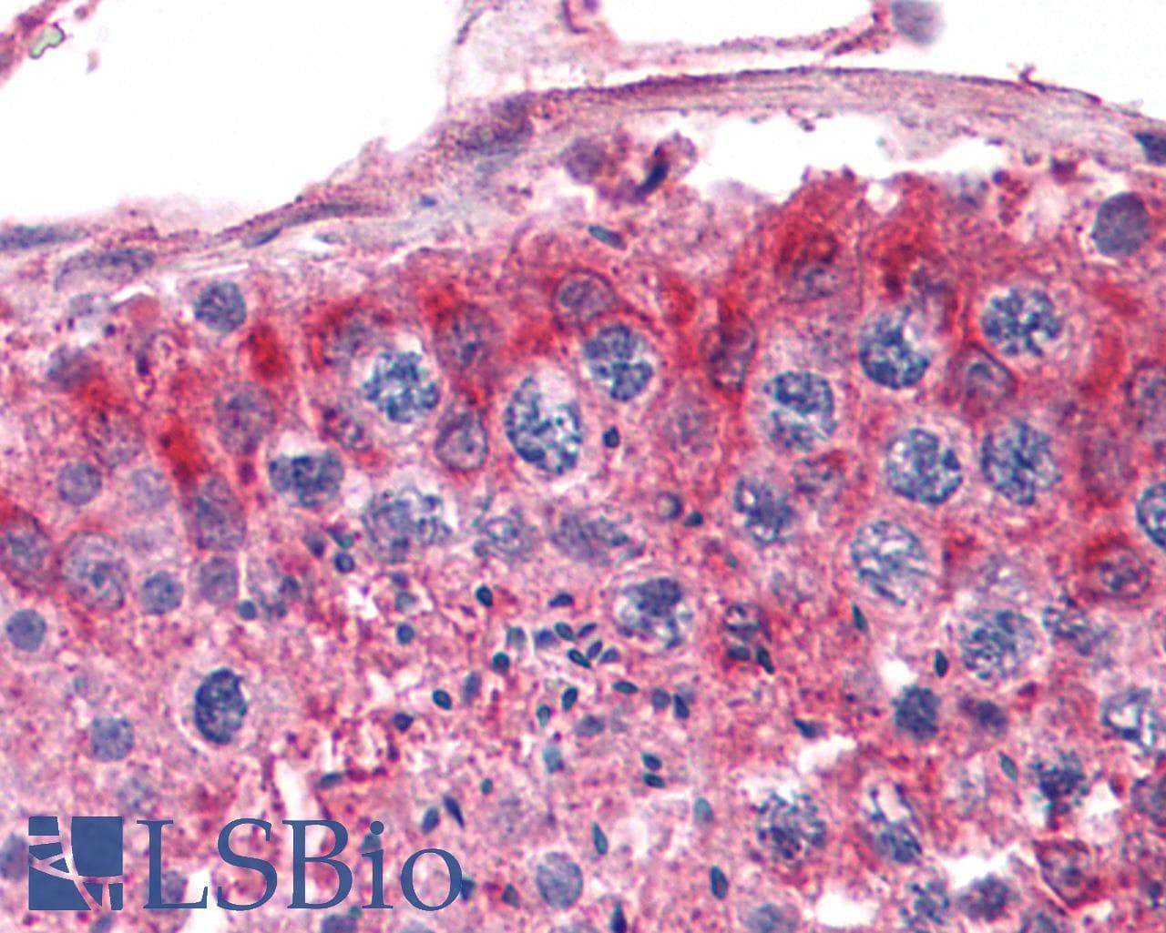 PathPlus™ FZD9 / Frizzled 9 Antibody (N-Terminus)