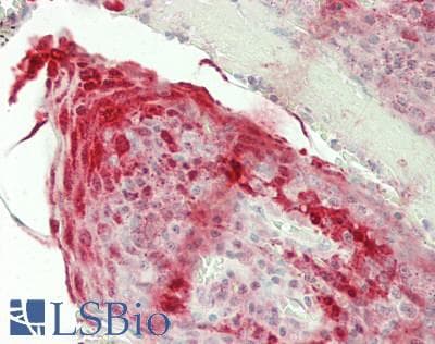 PER1 Antibody (N-Terminus)