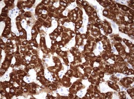 OTC Antibody (aa33-354, clone OTI3A5)