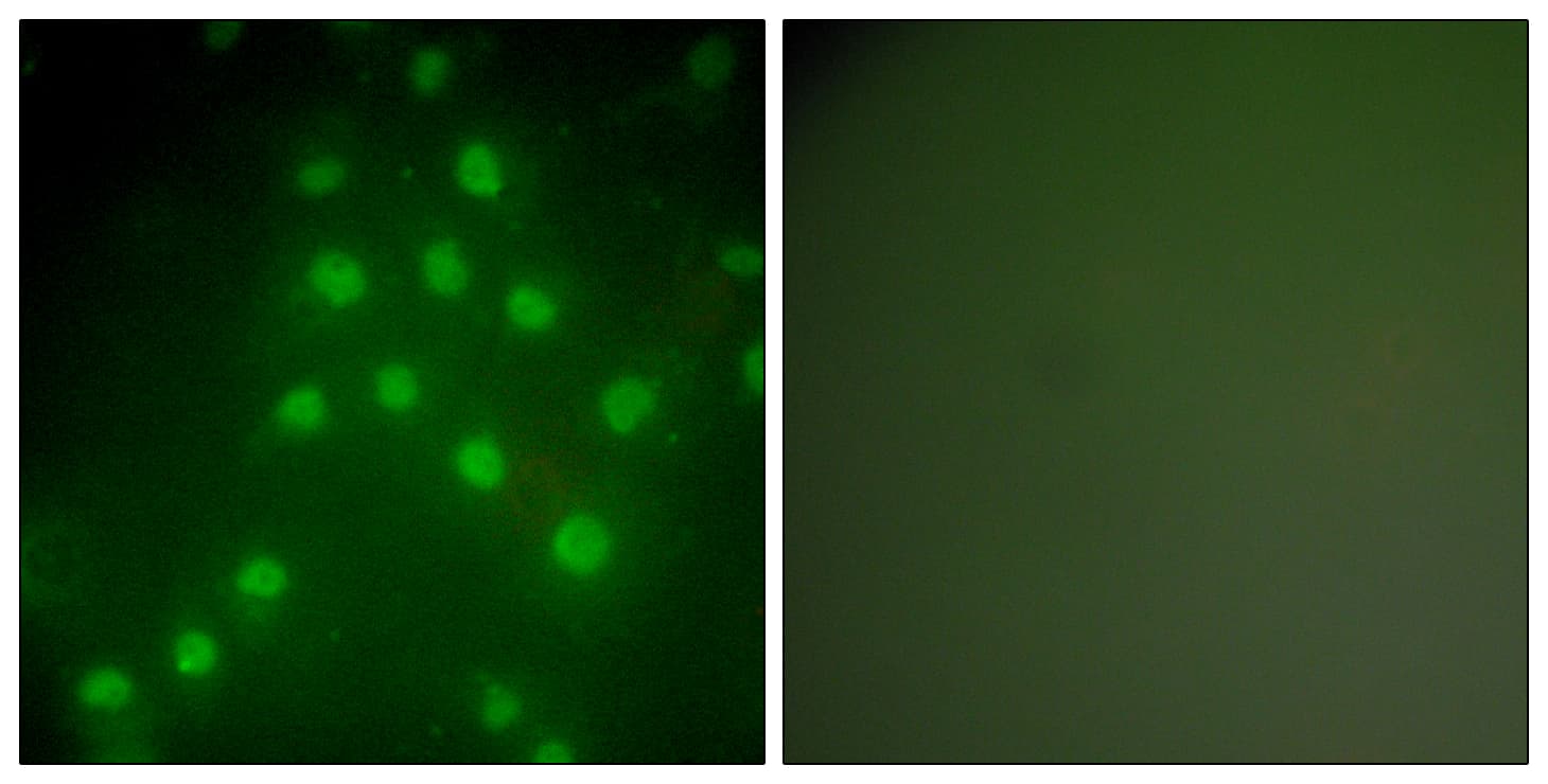 HDAC9 Antibody (aa1017-1066)