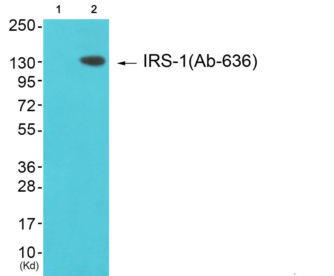 IRS1 Antibody (p636)
