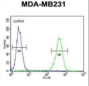 Polyclonal Rabbit anti-Human AMACR / P504S Antibody (aa323-351, IHC, IF, WB)