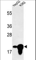 BIN3 Antibody (aa1-30)