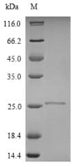 Streptococcus pyogenes APRT Protein (Recombinant 10His, N-terminus + Myc, C-terminus)