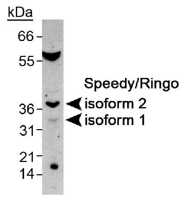 SPY1 / SPDYA Antibody (aa200-286)