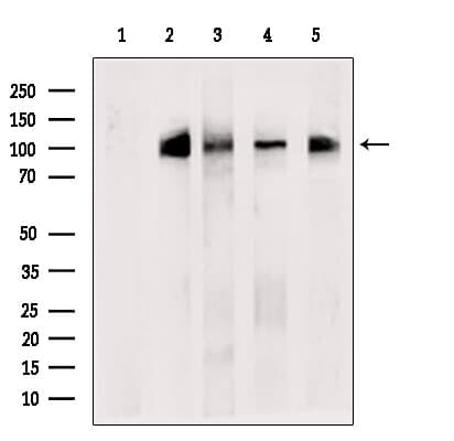 Polyclonal Rabbit anti-Human XAB2 Antibody (IF, WB)