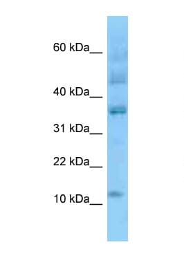 ID3 Antibody (N-Terminus)