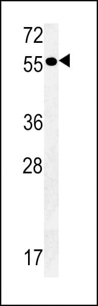 Polyclonal Rabbit anti-Human PTAFR / PAF Receptor Antibody (aa286-312, WB)