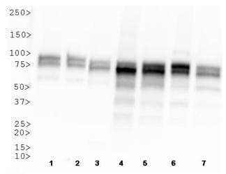 OPA1 Antibody (clone 1E8-1D9)