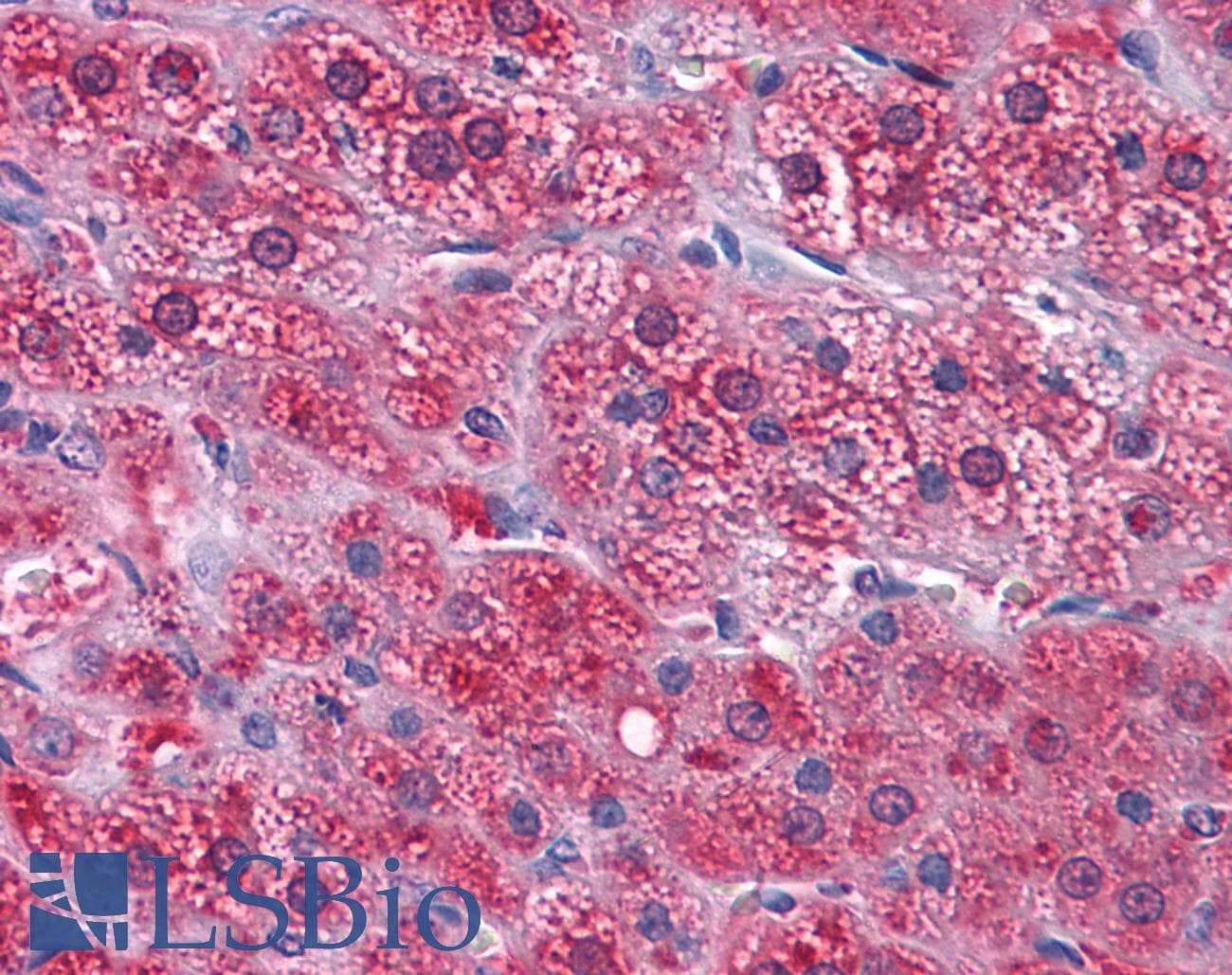 IHC-plus™ Monoclonal Mouse anti-Human GPN1 / XAB1 Antibody (clone 3E1, IHC, IF, WB)
