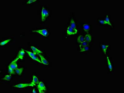 Raptor / Mip1 Antibody