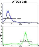 IHC-plus™ PHB / Prohibitin Antibody (aa92-121)