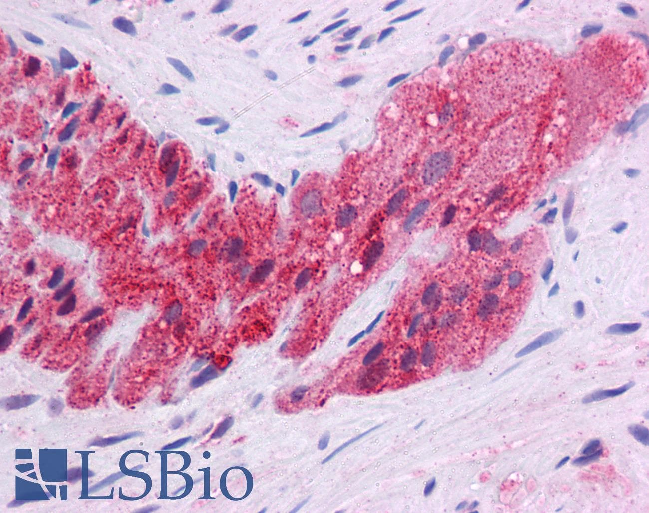 KLF2 Antibody (aa216-265)