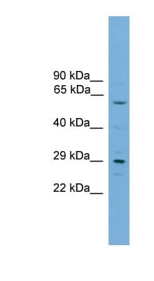 RPAIN Antibody (C-Terminus)