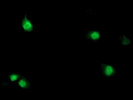 SDS Antibody (clone OTI3D3)
