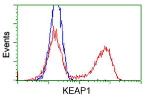 KEAP1 Antibody (clone OTI1G2, Carrier-free)
