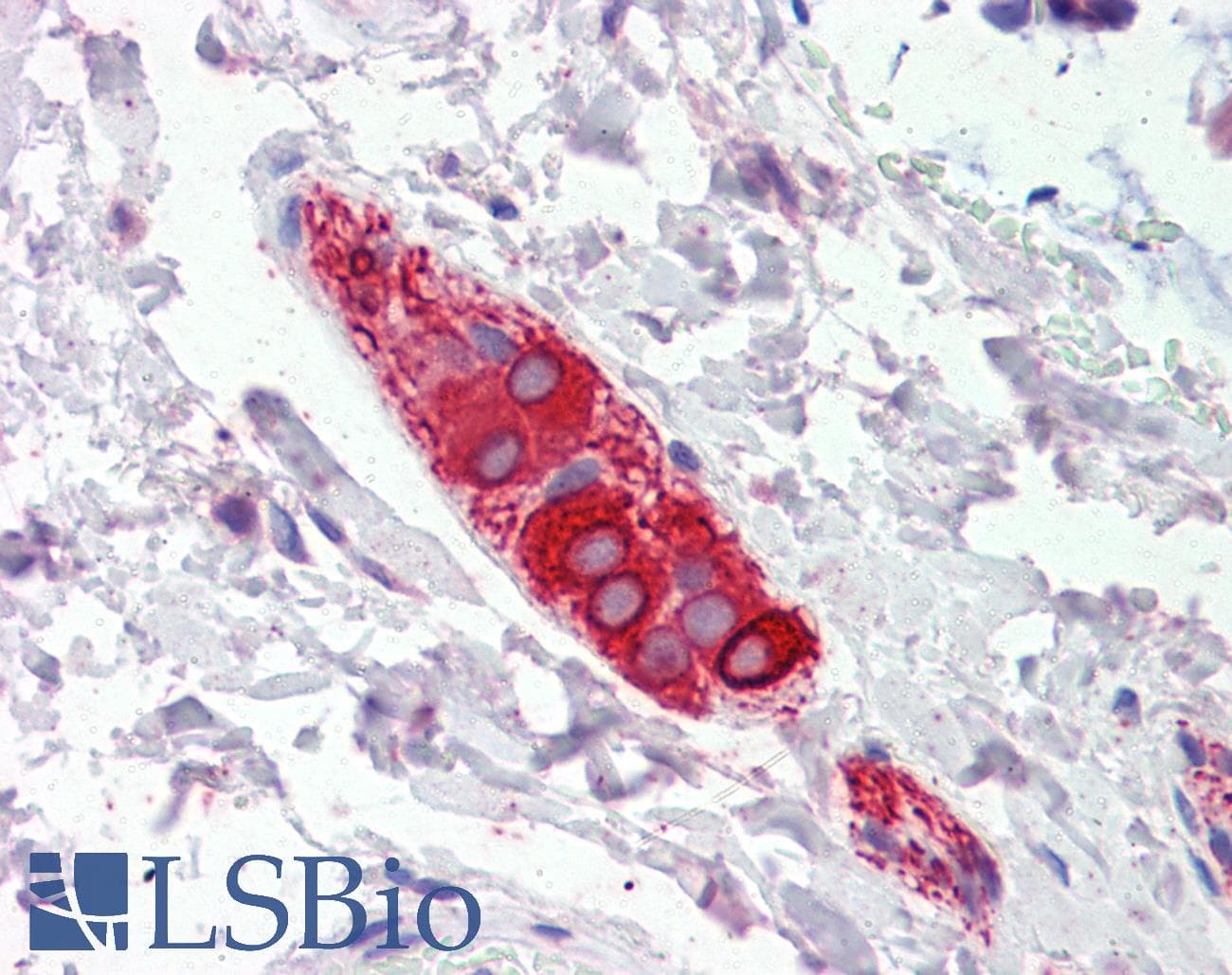 IHC-plus™ FEZ1 Antibody (aa278-290)