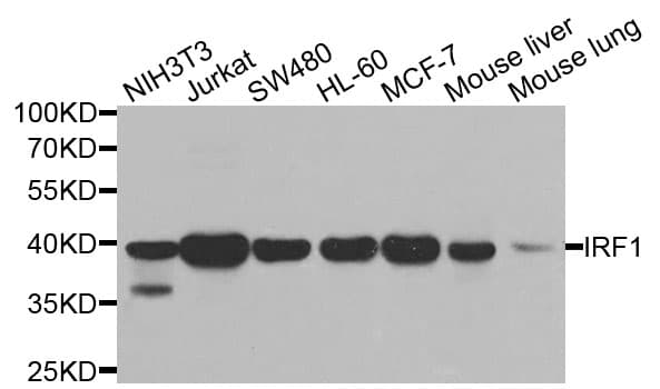 IRF1 / MAR Antibody