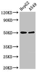 KIR3DL1 Antibody