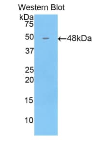 BMP4 Antibody (aa25-201)