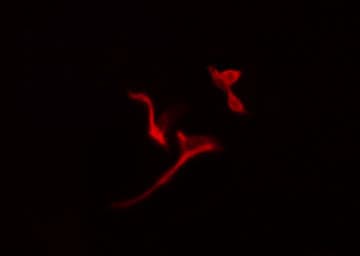 PGD Antibody