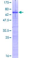 Human SPIB Protein (Recombinant GST)
