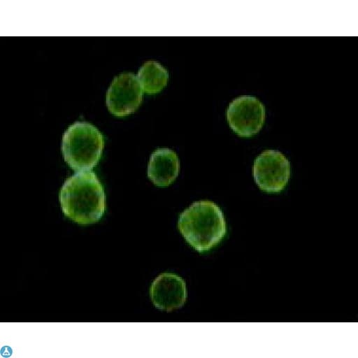 CD34 Antibody