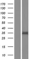 TMEM200B / TTMB Protein (Over-Expression Lysate Myc-DDK (Flag))
