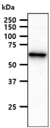 Monoclonal Mouse anti-Human ACSF2 Antibody (clone AT18B4, WB)